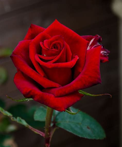 Red Rose Photo, Lovely Red Rose, #14318