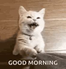 Funny Cat Good Morning Meme