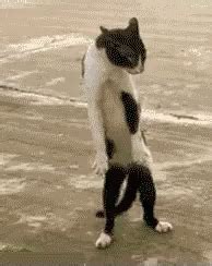 25 Seriously Funny GIFs | Dancing cat, Animals funny cats, Funny animal ...