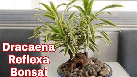 The Easy Way How to Make Dracaena Reflexa Bonsai || How to Make Bonsai || Trending Bonsai ...