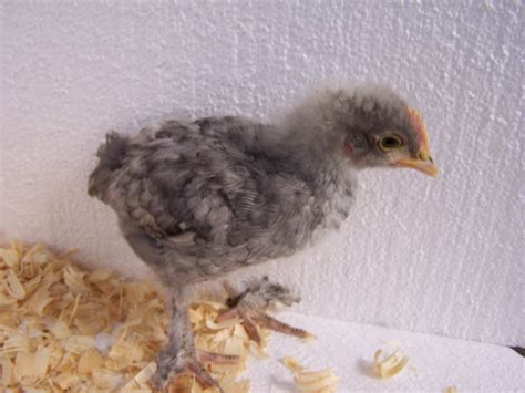 Caring for Baby Chicks - Chicken Ridge Farm