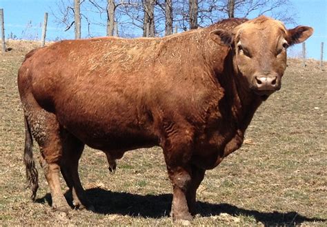 The American Cowboy Chronicles: Cattle Breed -- Beefalo