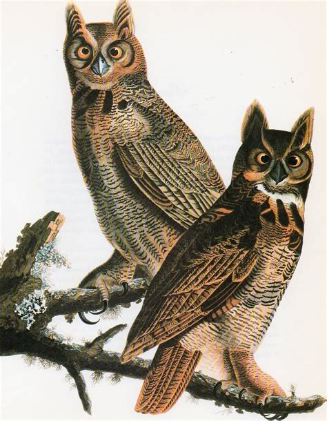 GREAT HORNED OWL AUDUBON PRINT GREAT FOR THE by LoveElizabeth