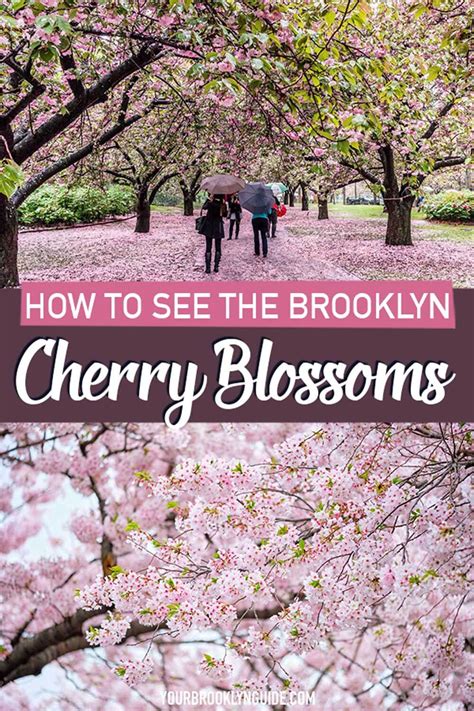 Brooklyn Botanic Garden Cherry Blossom Festival (Everything You Need To ...