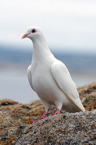 White Dove | Pigeon pictures, Dove pictures, Beautiful birds