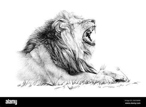 Hand drawn lion roar, sketch graphics monochrome illustration on white ...