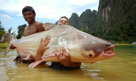 An introduction to giant fish in Mekong river