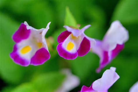 Torenia Flower Stock Photos, Pictures & Royalty-Free Images - iStock