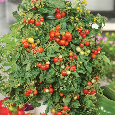 Patio Choice Red Hybrid Tomato, Cherry/Grape Tomato Seeds: Totally Tomatoes