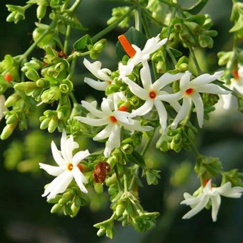 Parijat Plant, Night Flowering Jasmine - Nestreeo.com