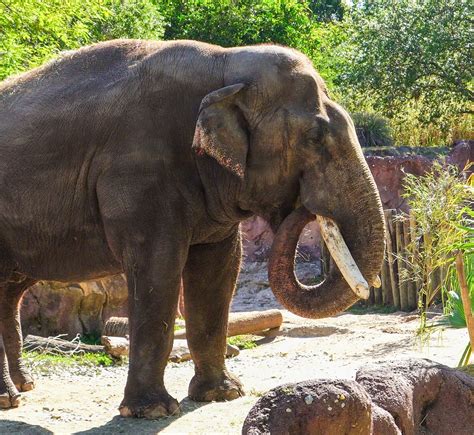 Smithsonian’s National Zoo Welcomes Male Asian Elephant | Smithsonian's ...