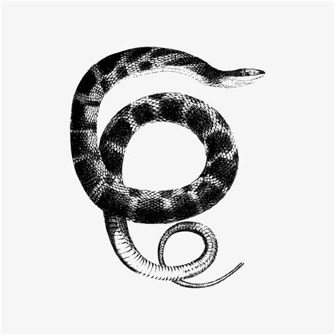 Drawing of plain-bellied water snake | Free Vector Illustration - rawpixel