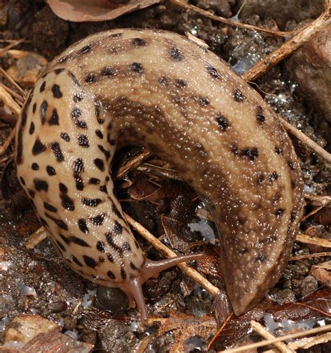 leopard slug | 10 cm long. Native to southern Europe. First … | Flickr