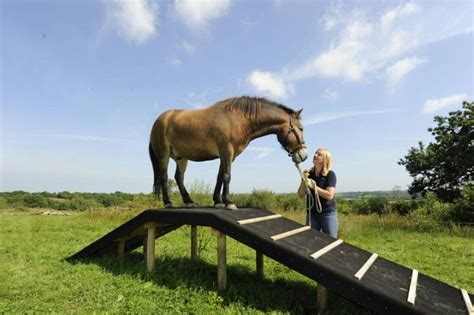 17 Best images about Equine: Agility & Obstacle Course on Pinterest | Pool noodles, Pedestal and ...