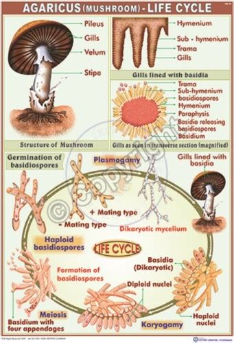 Mucor Life Cycle