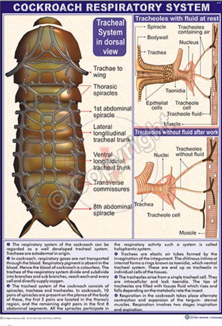 Termite Pest Controls: Respiratory System Of Cockroach