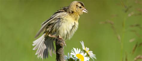 Bobolink - American Bird Conservancy