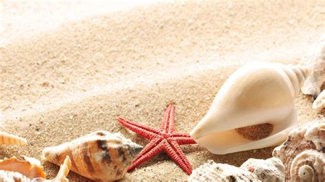 🔥 Download Shells And Starfish Wallpaper iPhone by @debbiegomez | Shells Wallpapers, Sea Shells ...