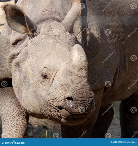 Gray Rhinoceros in Captivity Stock Photo - Image of species, outdoors: 66208638