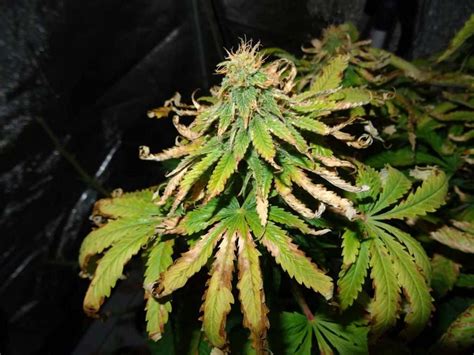 Cannabis Leaves Curling Up and How to Fix Canoeing Leaves - Flower And ...