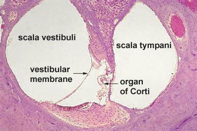 Ear Histology - Cochlea (labels) - histology slide