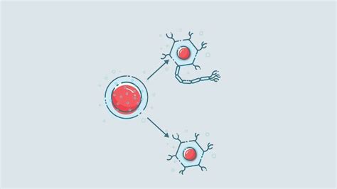 What are Progenitor Cells? Exploring Neural, Myeloid and Hematopoietic ...