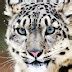 Researchers Find Buddhist Monks Protecting Endangered Snow Leopards - Snow Addiction - News ...