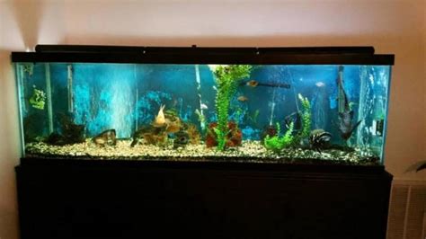 Best 125 gallon Aquarium | Fishtank in [year] - CHAMPAGNE REEF