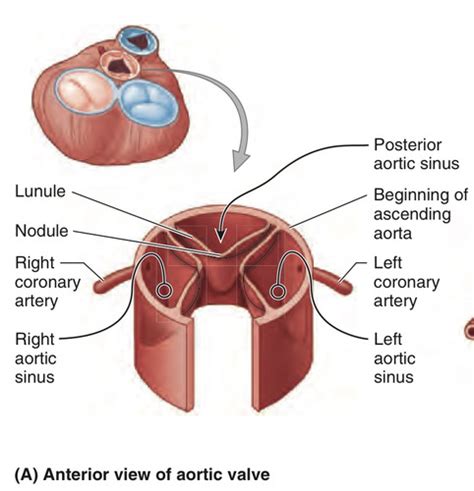 P5 = Gross anatomy of the heart : Coronary circulation Flashcards | Quizlet