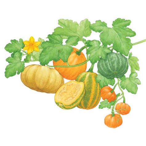 Pumpkin Vine Drawing at GetDrawings | Free download