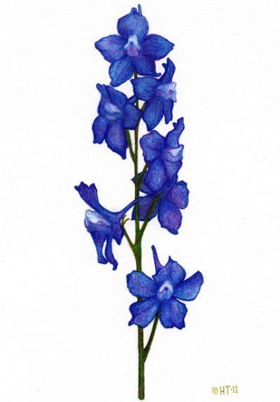 Collection of Larkspur clipart | Free download best Larkspur clipart on ClipArtMag.com