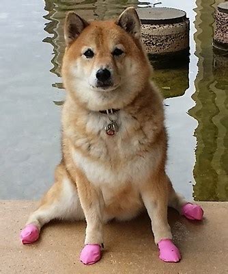 Ultimate Shiba Inu Grooming Guide - My First Shiba Inu