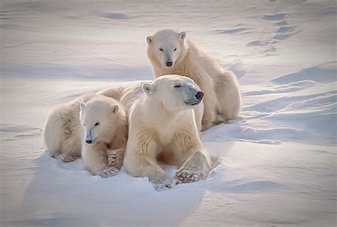 L’ours polaire pourrait-il vivre en Antarctique