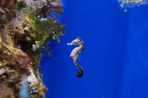 Seahorse Facts - Animals of the Ocean - WorldAtlas