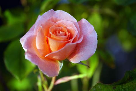 Pinkish garden rose free image download