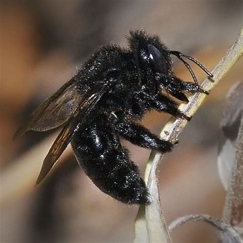 Black Carpenter Bee - Xylocopa tabaniformis - BugGuide.Net