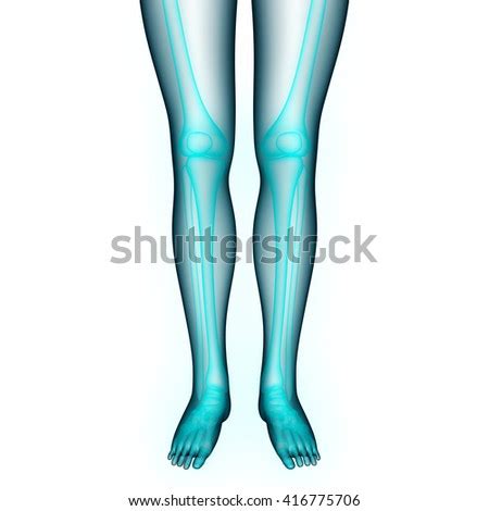 Human Body Bone Joint Pains Tibia Stock Illustration 528894466 - Shutterstock