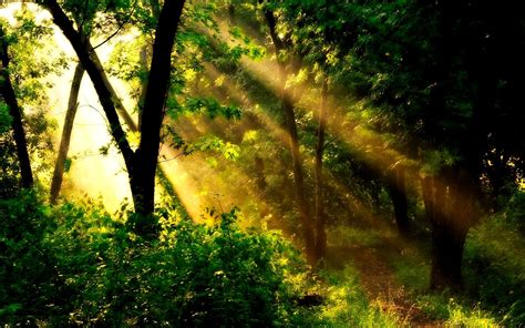 Forest Sunlight Wallpapers - Wallpaper Cave