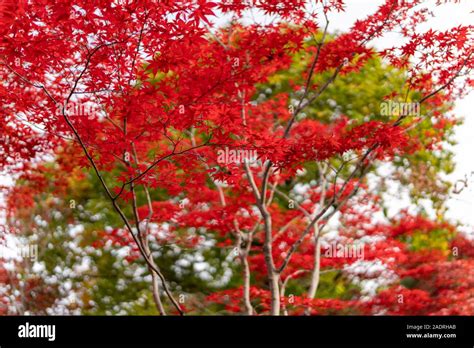 Japanese Fall Foliage Stock Photo - Alamy