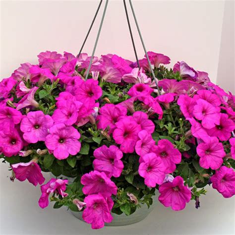 Wave Petunia - Hanging Basket - Big Brothers Big Sisters of Siouxland