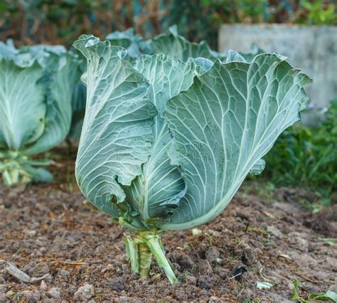 Cabbage in the garden stock image. Image of cole, horticulture - 51055585