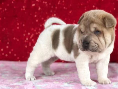 4 Shar Pei Puppies for adoption Houston - Puppies for Sale Near Me