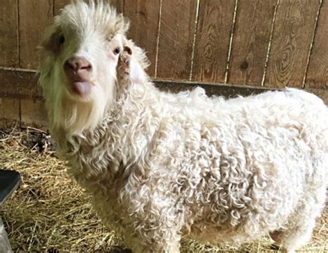 Raising Mohair Goat Breeds for Fiber - Backyard Goats | Angora goats, Goats, Animals