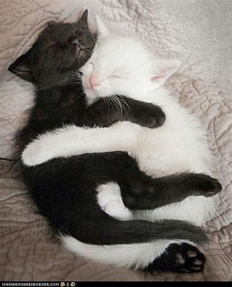 Black and white kitten hugs | Cute cats, Cute animals, Baby animals