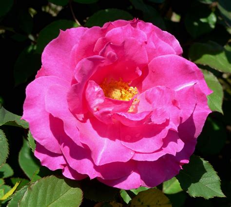 File:Rosa Neon Lights 1.jpg - Wikipedia, the free encyclopedia