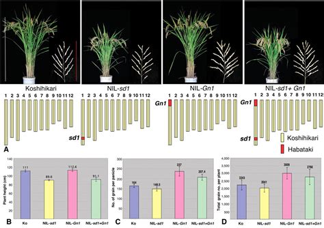 Cytokinin Oxidase Regulates Rice Grain Production | Science