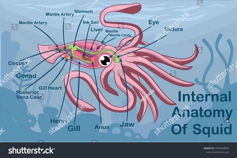 Anatomy Of Squid Cartoon Design Vector Illustration #Ad , #SPONSORED, #Cartoon#Squid#Anatomy# ...