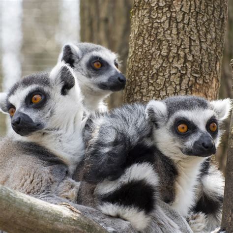 Ring-Tailed Lemur | Rainforest Animals