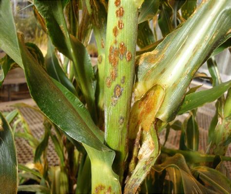 Sweet Corn Leaf Problems - Angel Vegetable