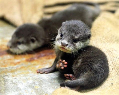 Baby otter : jellybeantoes